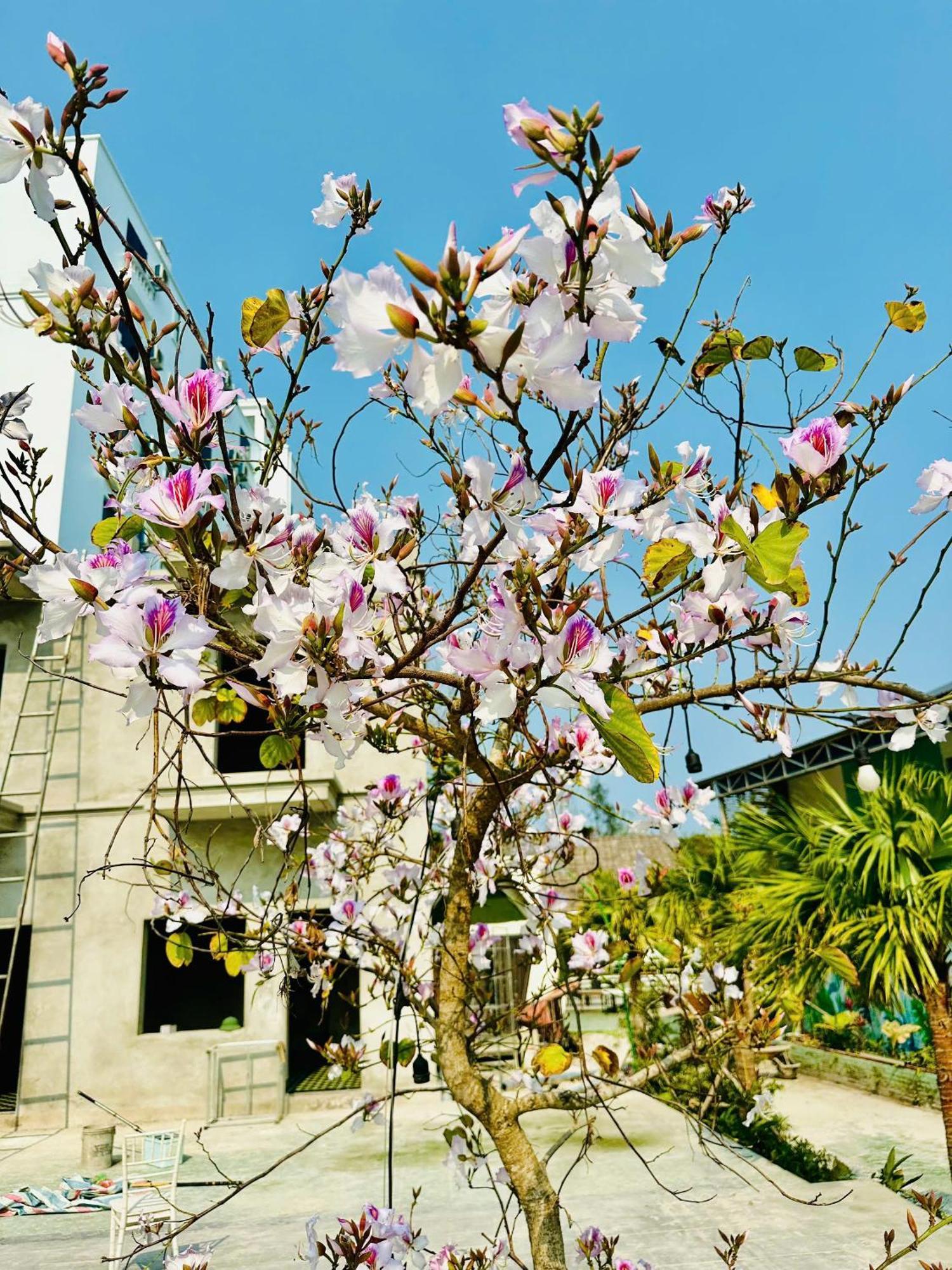 Minh Chau Beach Resort Quang Ninh  Bagian luar foto